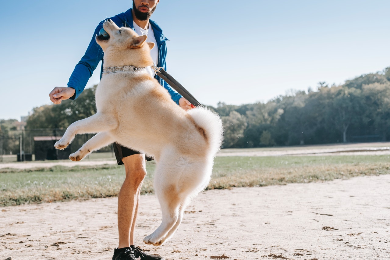 How to Crate Train Your Dog